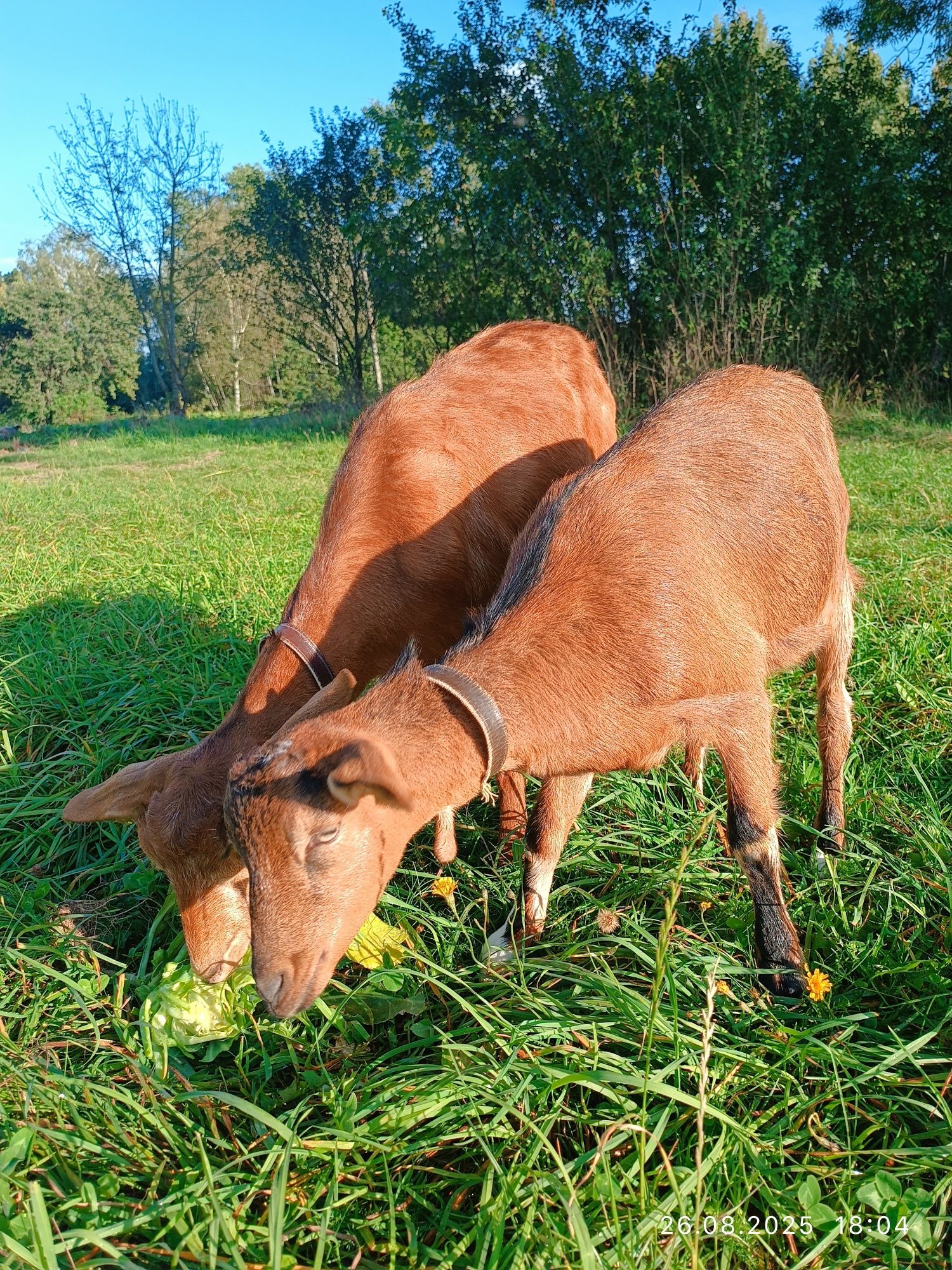 Продам альпійську кізочку
