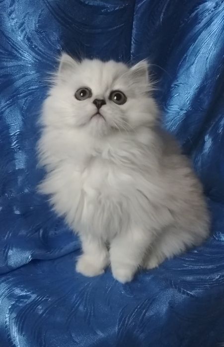 Серебристый белый пепельный шиншилла