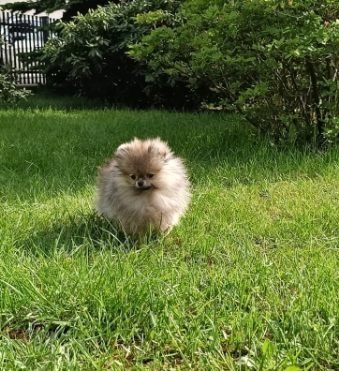 Szpic pomeranian miniatura sunia