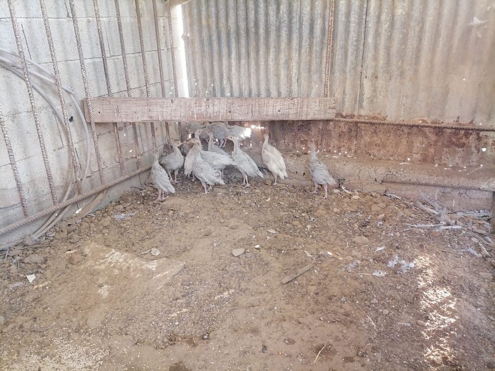 Vendo animais de quinta (perus)
