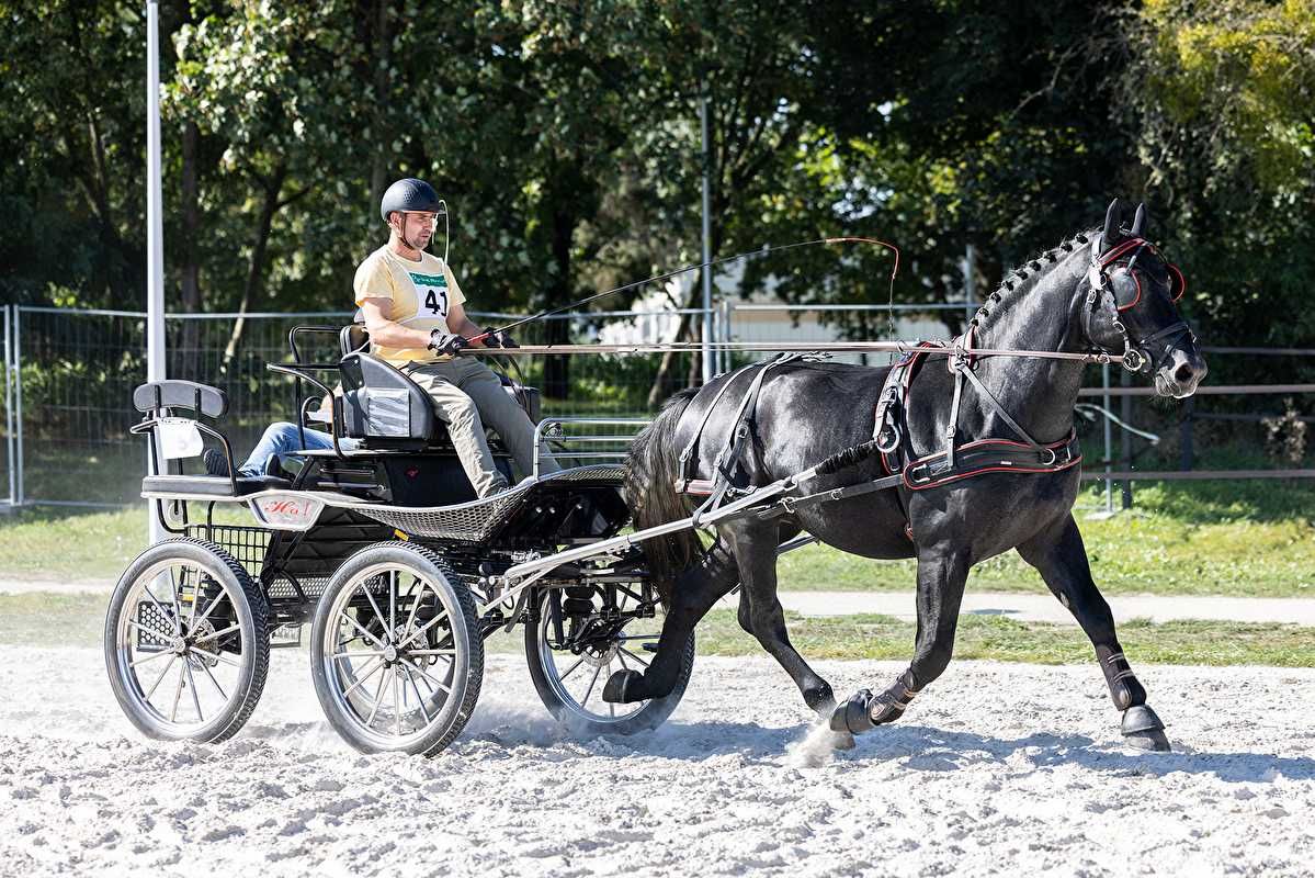 Ogier śląski Romario stanówka