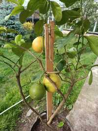 Дерево лимона 10 років з плодами