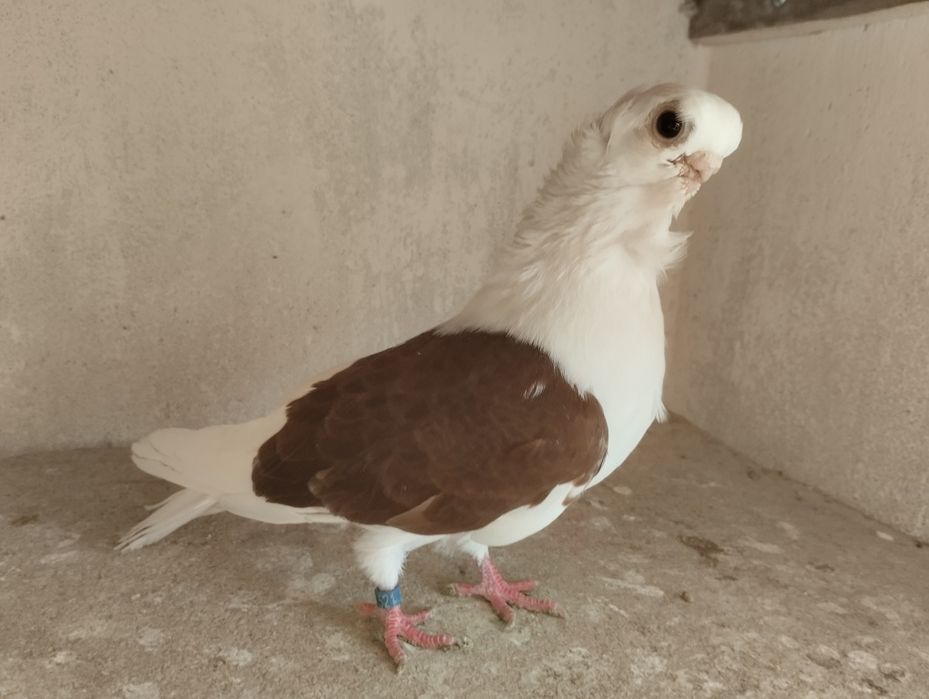 Mewka polska samczyk czerwony 2024r