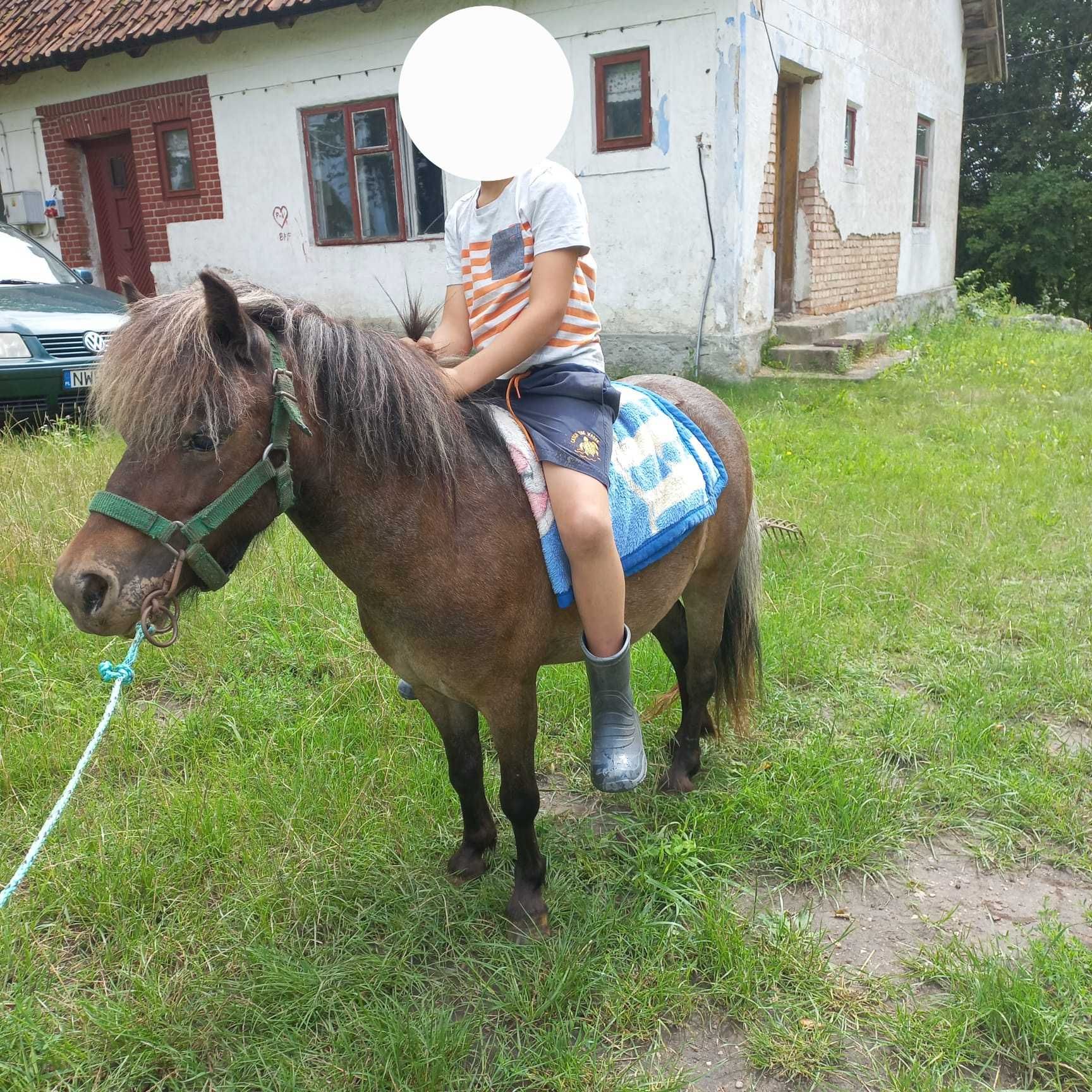 Sprzedam  kucyka