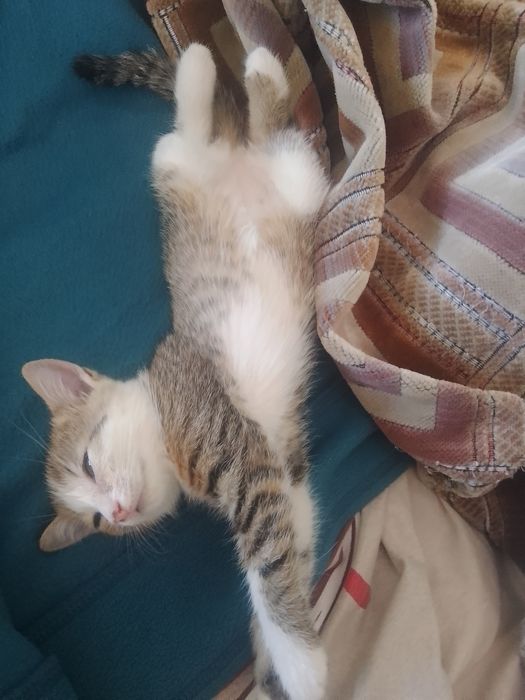 Отдам кошечек 2 мес