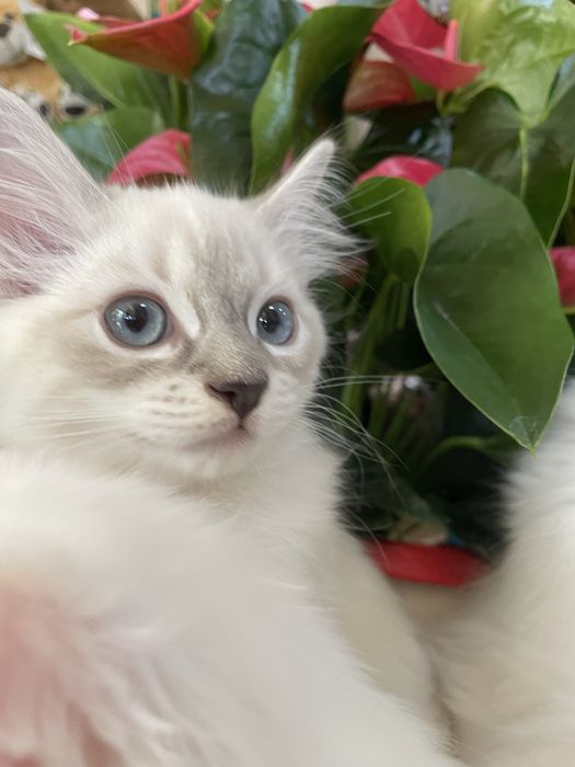 Котёнок, регдолл, Ragdoll, котик