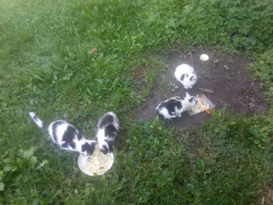 Oddam koty kotki kocięta w dobre ręce za darmo 3 sztuki Grabówko woj.