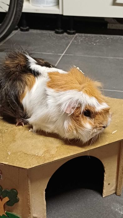 Świnki Morskie Kawie