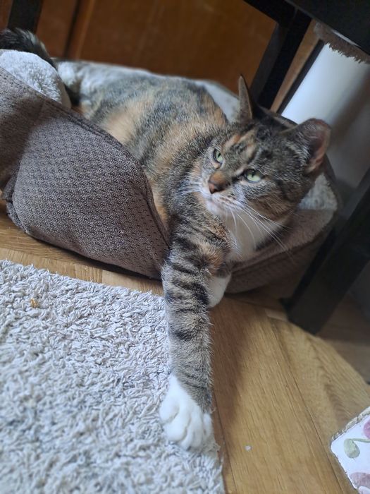 MRUCZKA. Sliczna kotka u  uratowana z ulicy