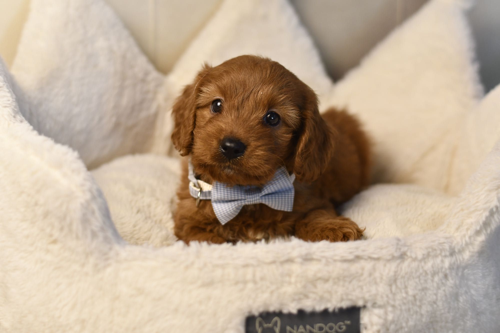 Cavapoo F1 RED BROWN wyjątkowy chłopiec gotowy do odbioru