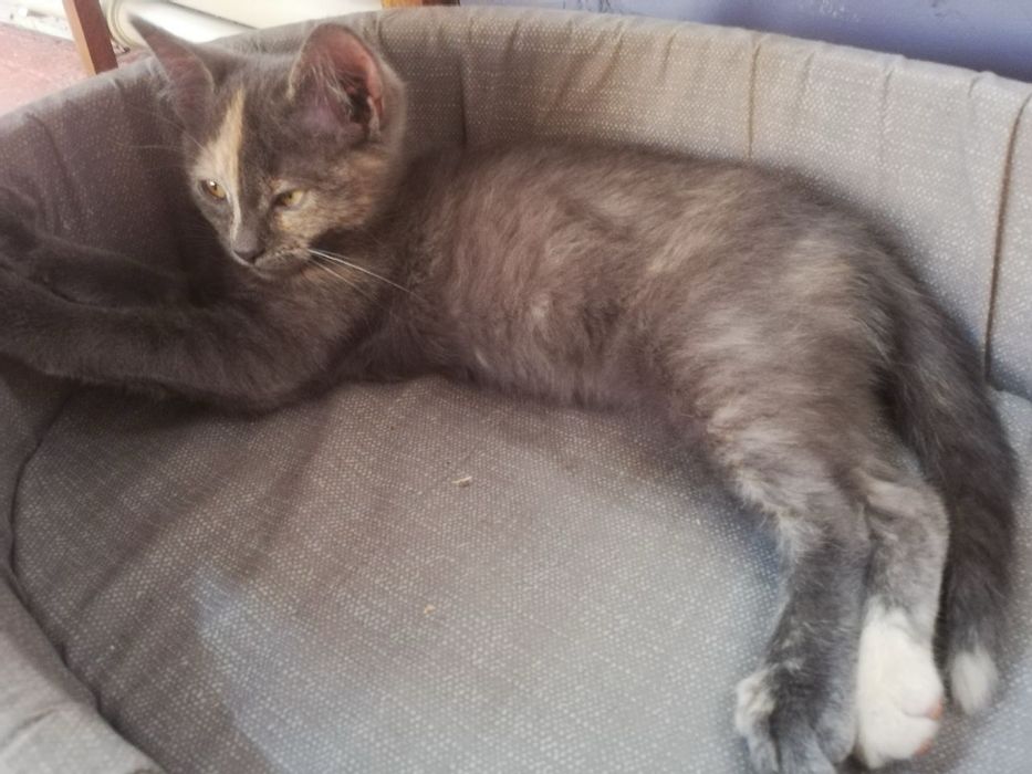 В хороші руки кошенята