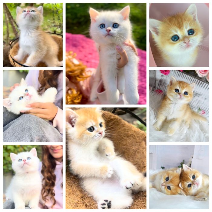 Британская золотая шиншилаа