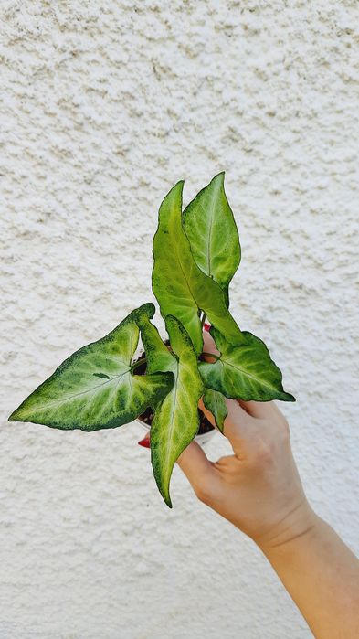 Syngonium holly kolekcjonerskie