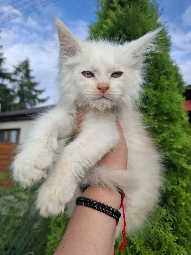 Kocurek Maine Coon