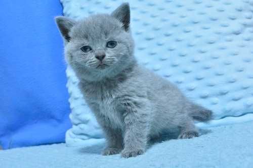 Kotek koteczka brytyjski na gwiazdkę