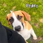 Pedro ok 10 miesięczny cudak do adopcji