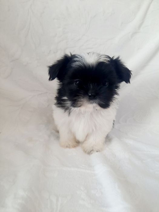 Shih tzu piesek czarno-biały