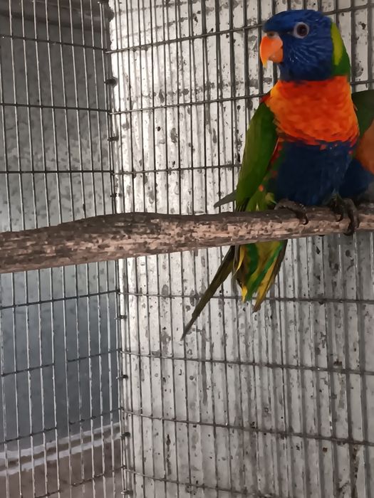 Lori molucano fêmea