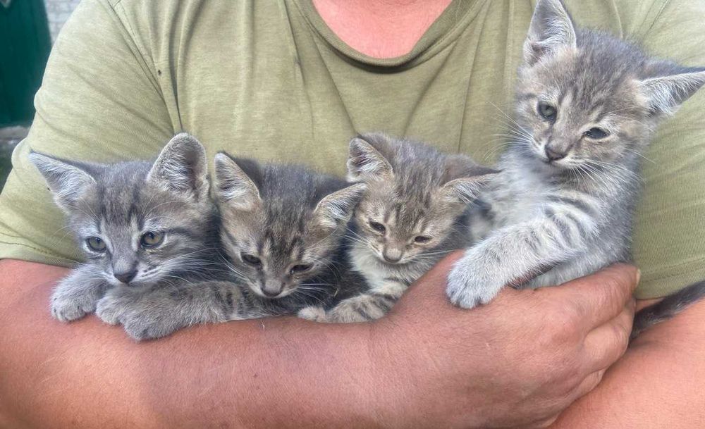 Котики трьох місячні