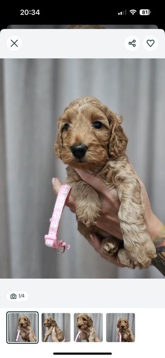 Cockapoo F1 Śliczna dziewczynka -BADANIA