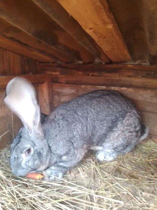 Бельгийский великан самец,рабочий