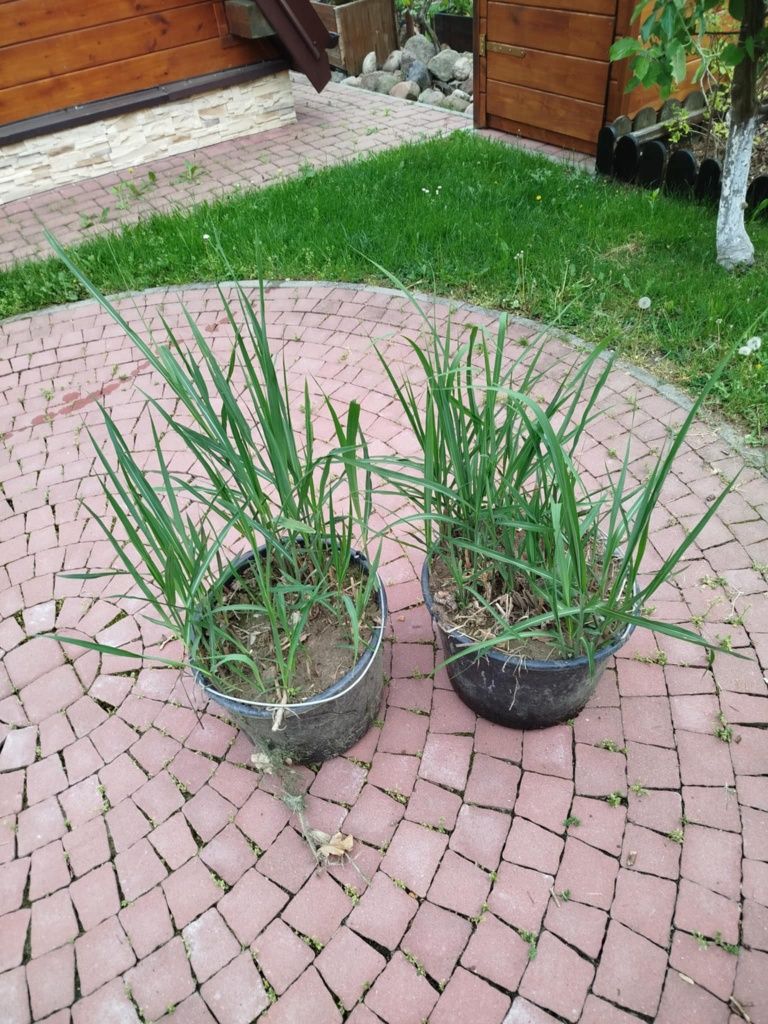 Trawa miskant olbrzymi jedno wiaderko trawa sadzonka