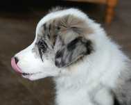 Chłopiec Border Collie FCI