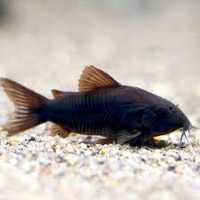 Kirysek "Black Venezuela" (Corydoras Aeneus "Black Venezuela")