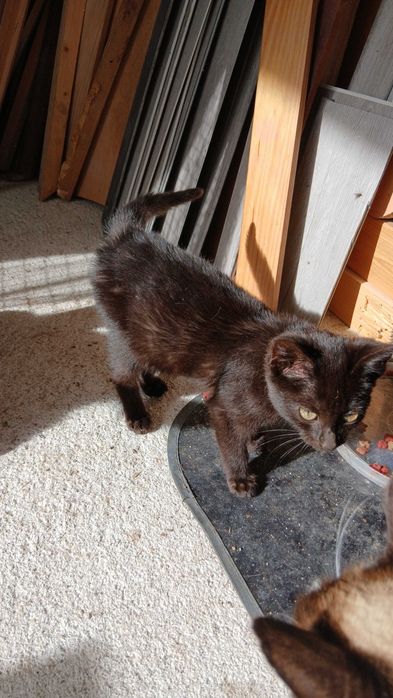 Gatinhos para adoção