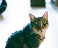 Котик Барсік, статний грайливий смугастик | 1 рік