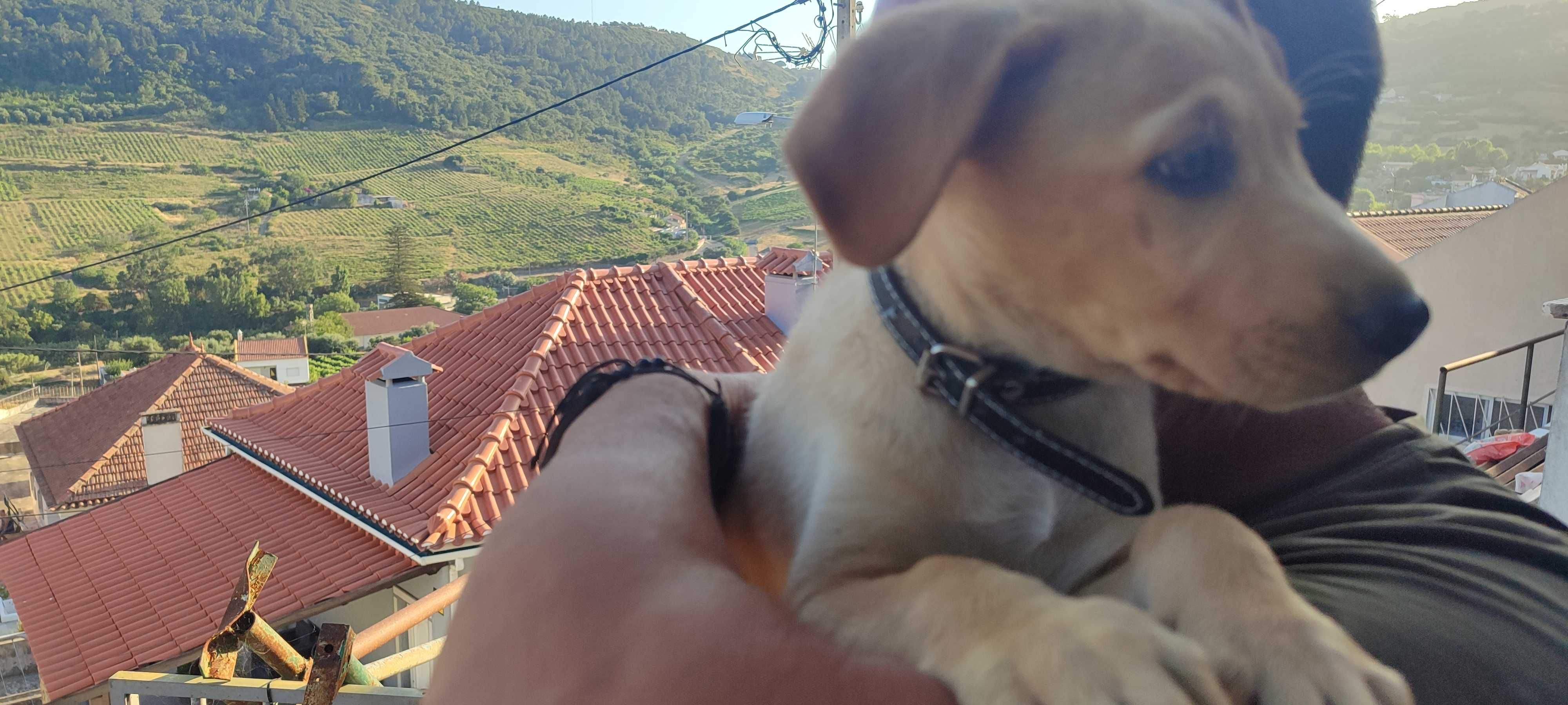 Cachorro para adoção
