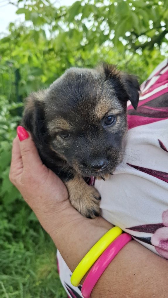 Trzy szczeniaki 7 tyg adopcja.
