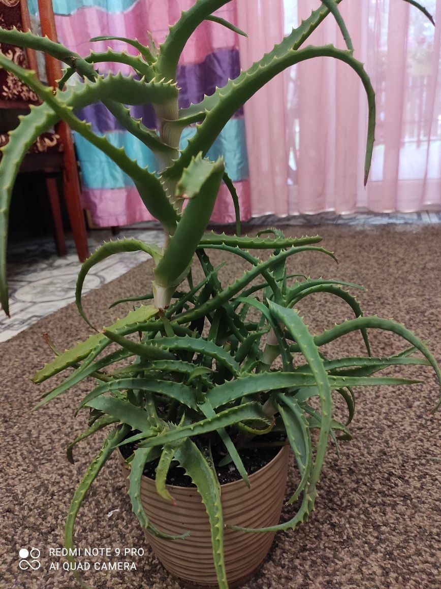 Aloes drzewiasty leczniczy, duża roślina  z młodymi szczepami