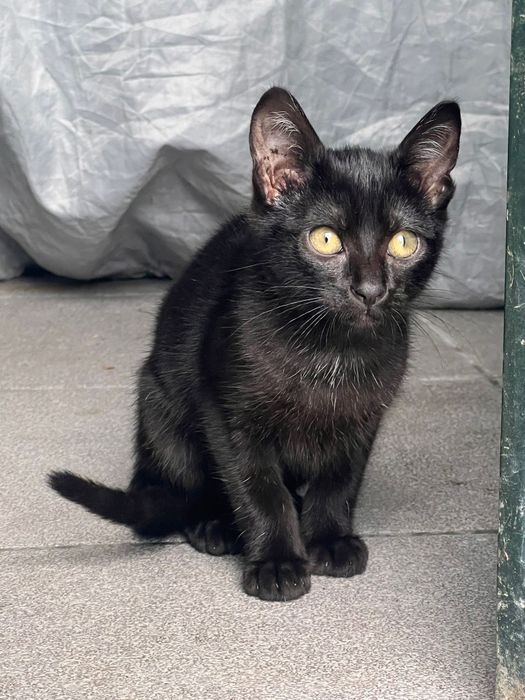 Gatas para adoção responsável