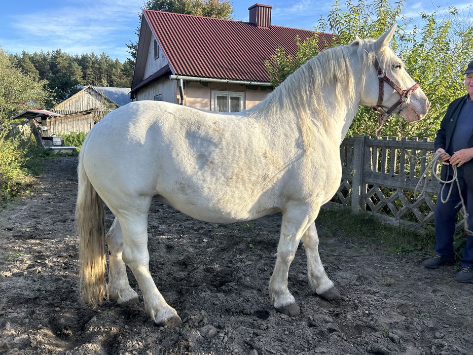 Sprzedam piękną siwą klacz