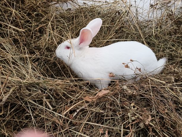 Продам кролики породи термонець