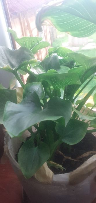 Гіпеаструм, Амариліс, Калла,  Алоє, Калатея, Юка кімнатна.