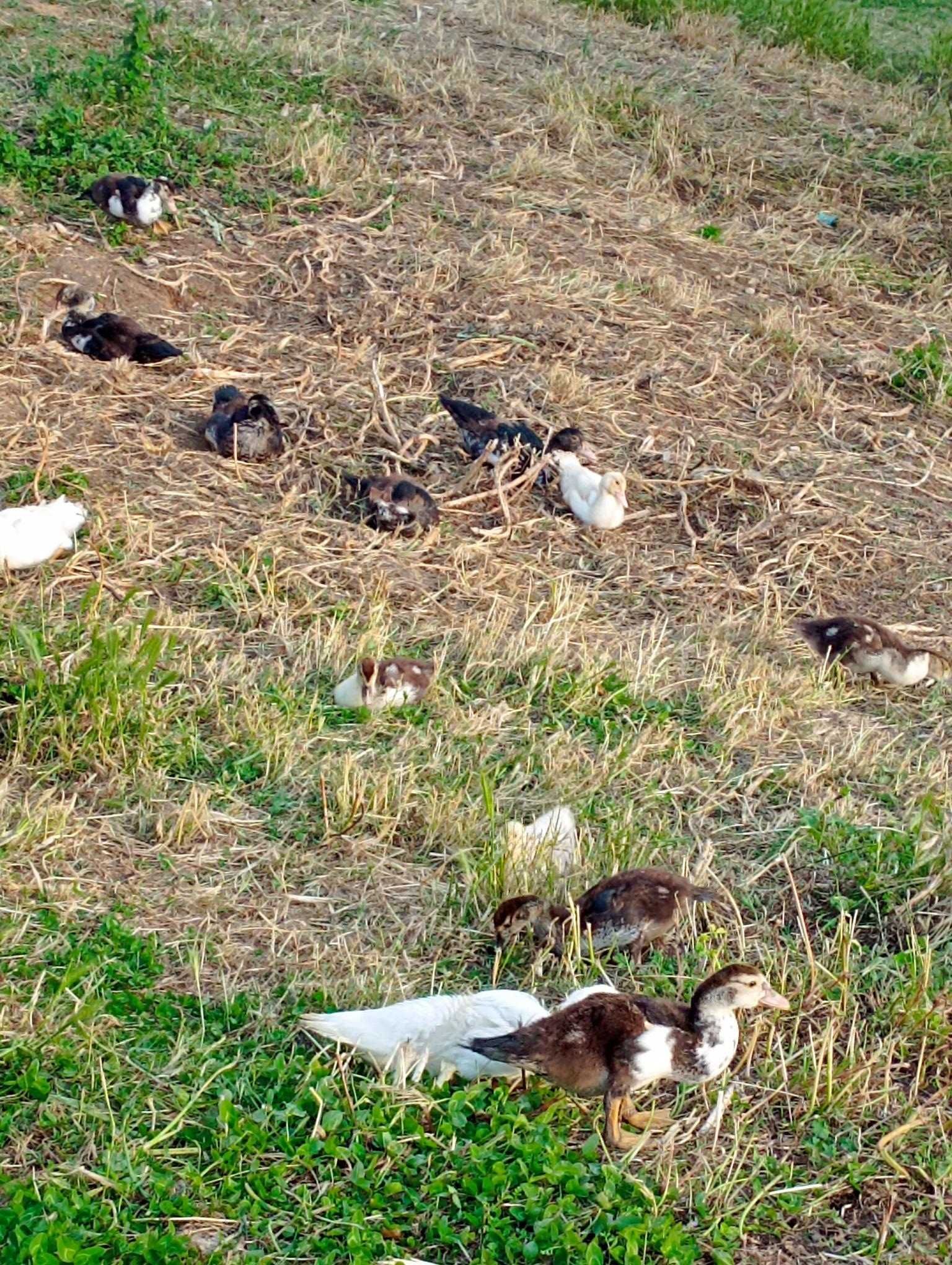 Patos de várias idades e cores