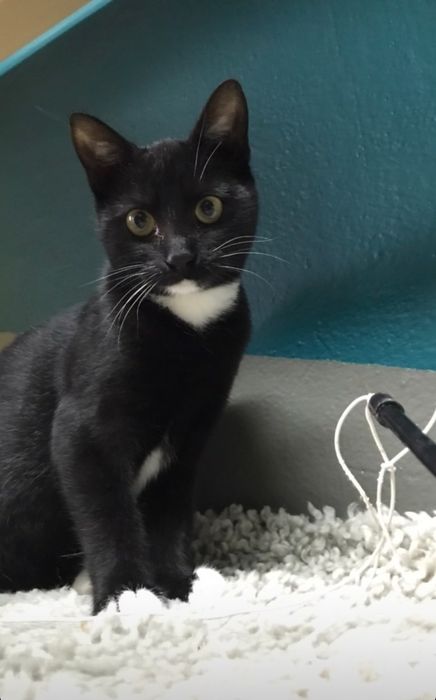 Młoda kotka Jania szuka domku