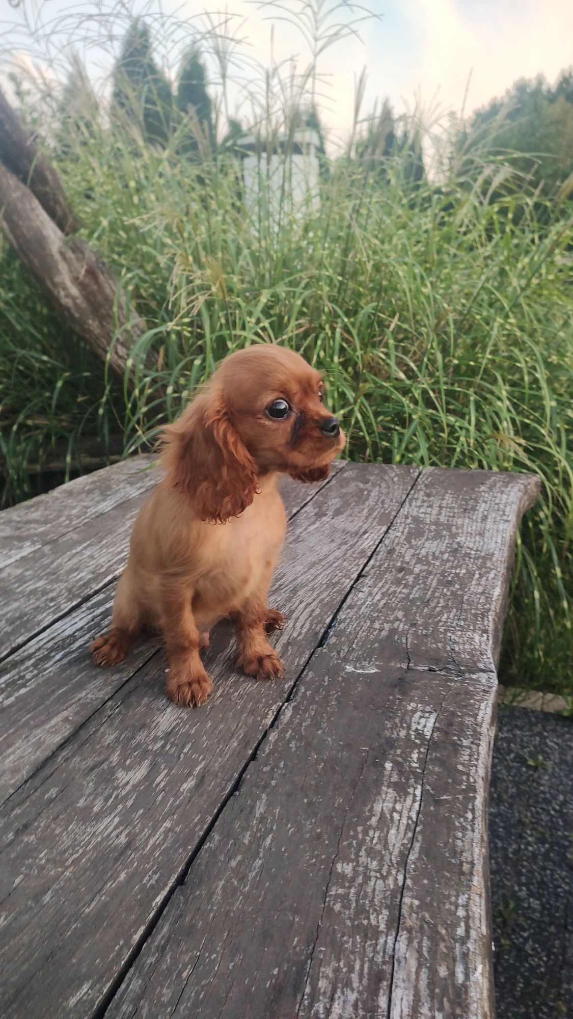Cavalier King Charles Spaniel chłopak Ruby