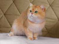 Британский золотой кот ny12  с отличной родословной для вязок