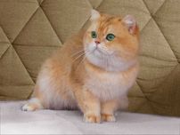 Британский золотой кот ny12  с отличной родословной для ВЯЗОК