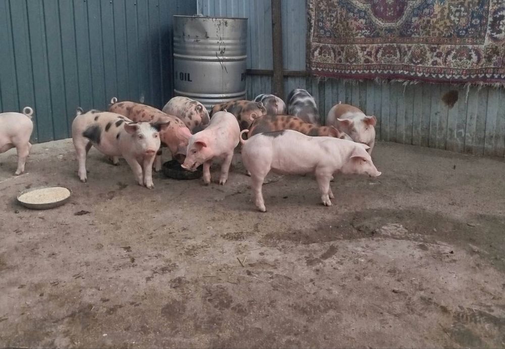 продаються поросятка