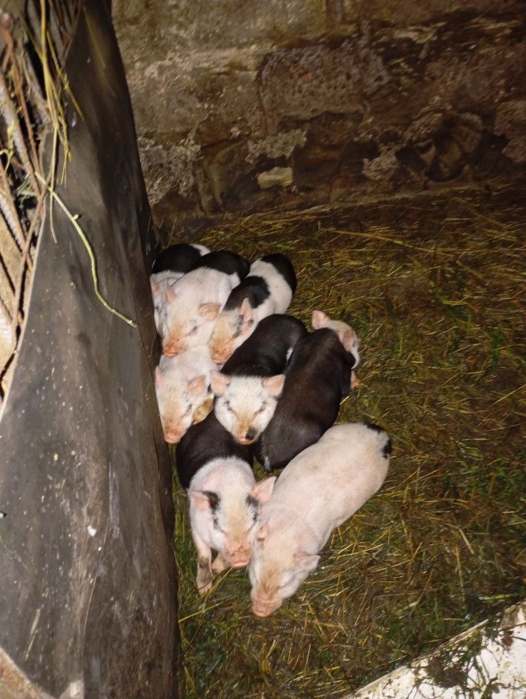 Корейскі поросята