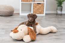 Trixie Cão de pelúcia Benny 75 cm (novo)