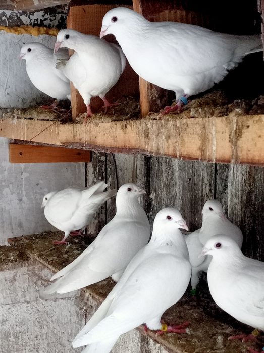 Pocztowe białe młode zamiana za zboże