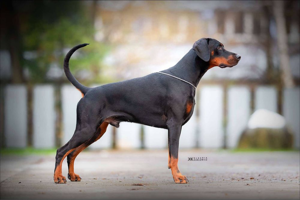 Doberman FCI/ ZKwP