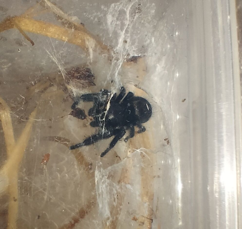 Parka skakunów królewskich Phidippus regius