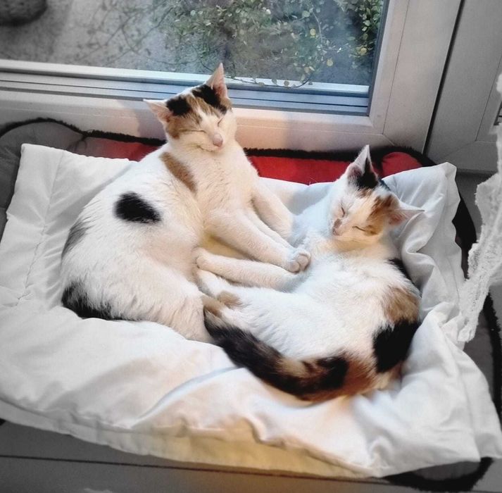 Słodka Lucynka do adopcji