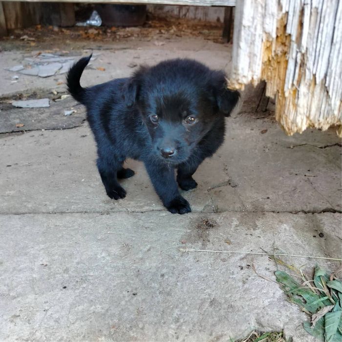 Pieski do oddania za darmo.